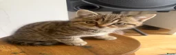 British Shorthair cats for sale: British short hair kittens - Advert 10