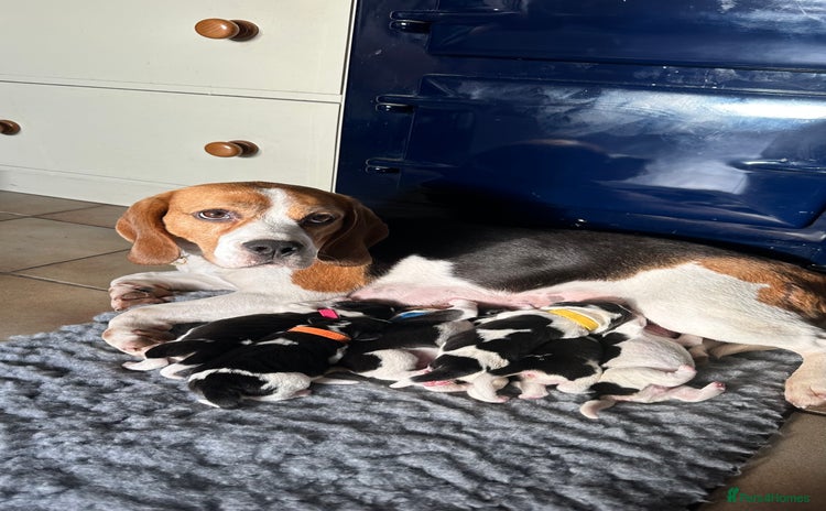 Beagle dogs Beautiful KC registered beagle puppies for sale  - Advert 1