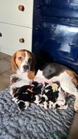 Beagle dogs Beautiful KC registered beagle puppies for sale - Advert 7