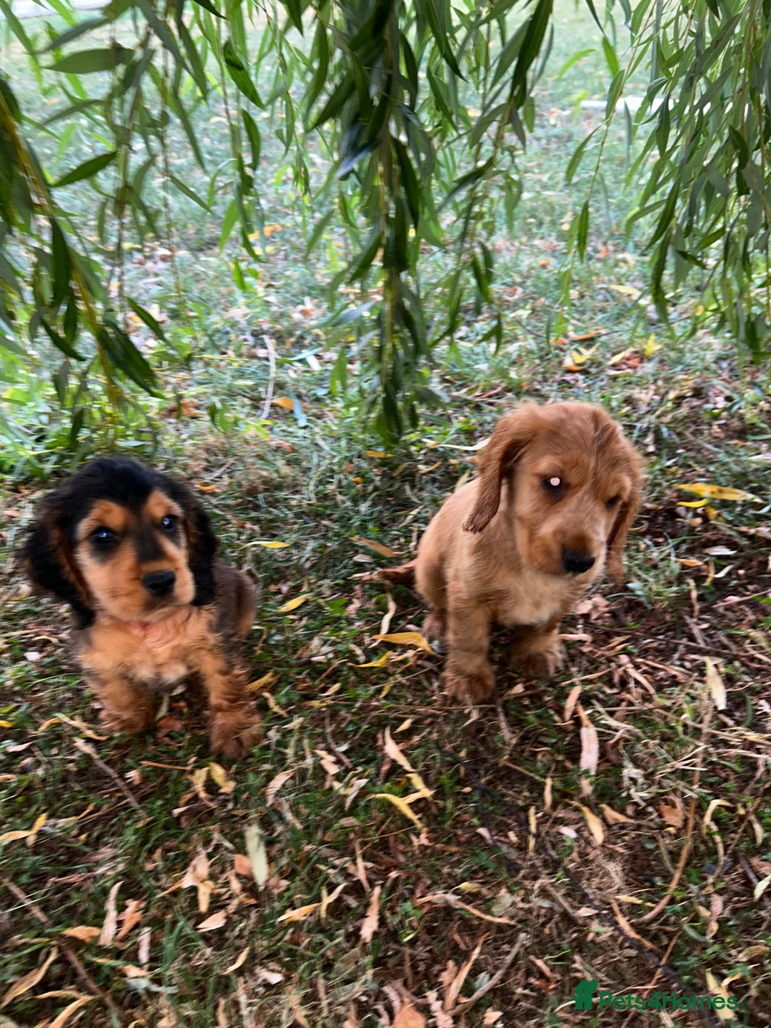 Cocker Spaniel dogs for sale: Last two ‼️ £1250 Kc reg show cocker puppies  - Image 7
