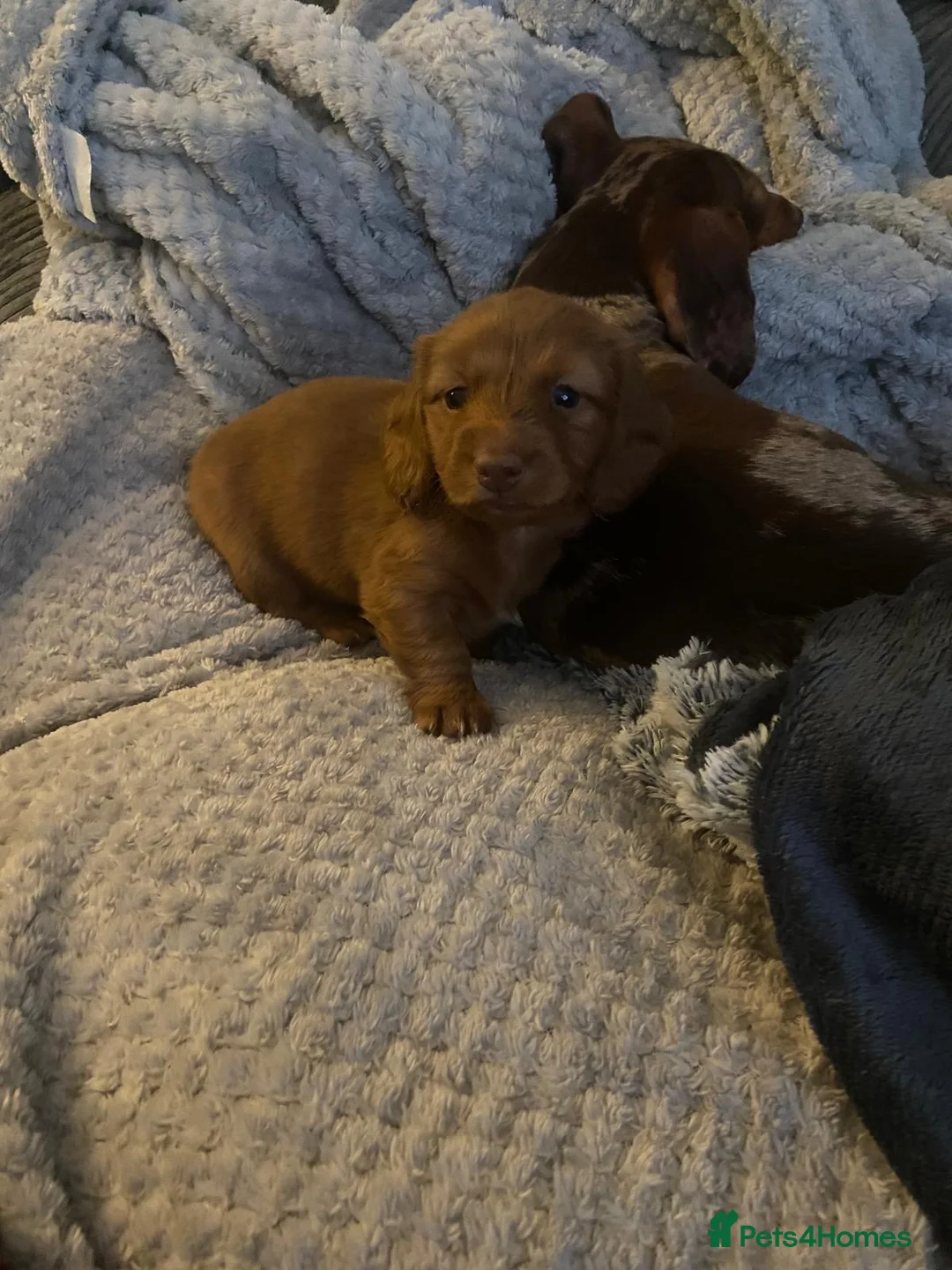 Dachshund dogs for sale: Long haired miniature  - Advert 3