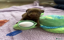 Labrador Retriever dogs for sale: KC Labrador puppies - Image 7