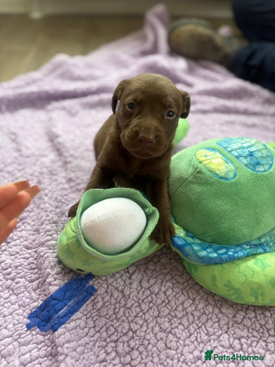 Labrador Retriever dogs for sale: KC Labrador puppies - Image 7