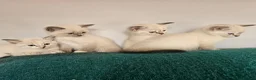 Mixed Breed cats for sale: Ragdoll cross kitten's - Advert 22
