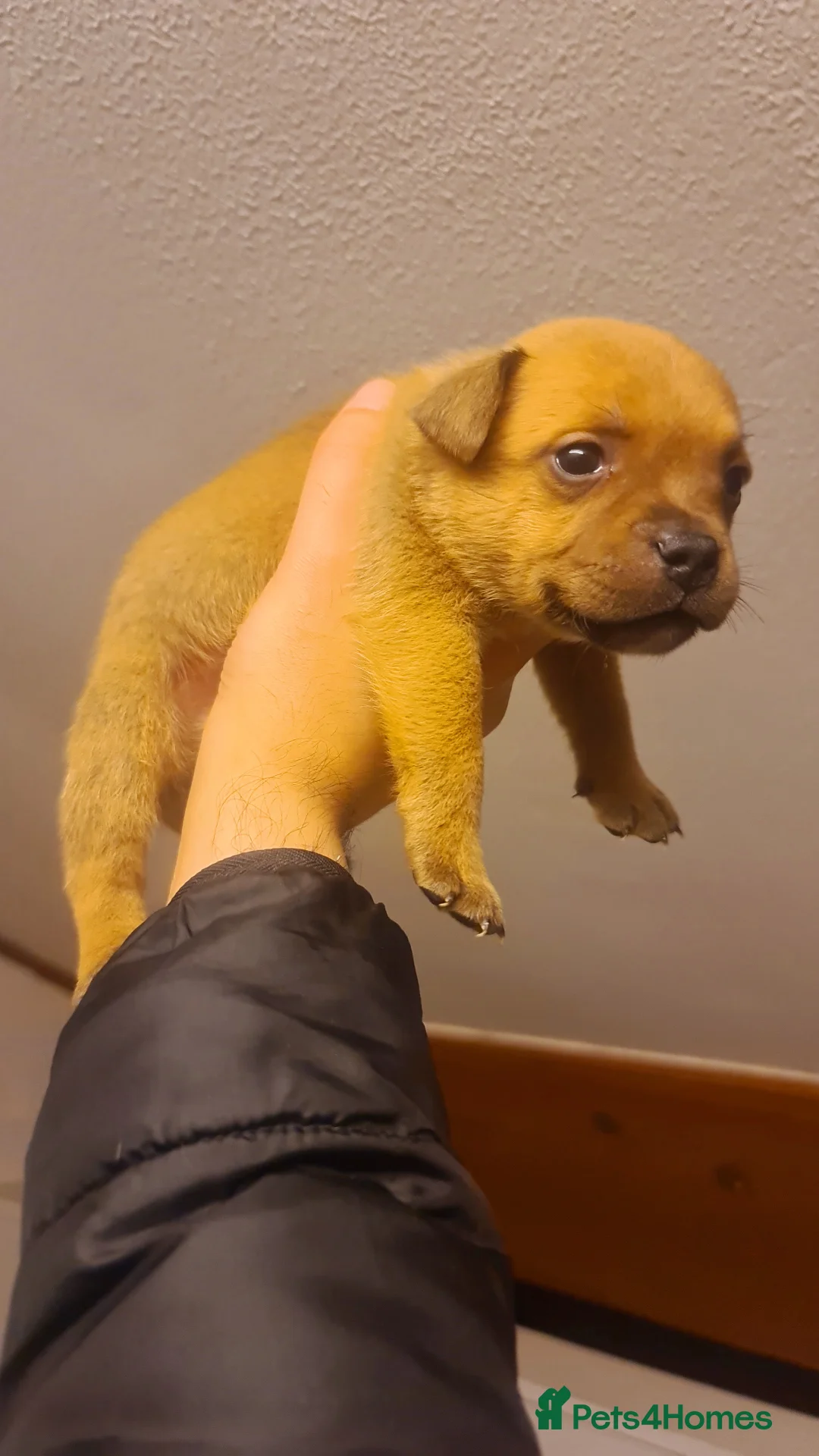 Staffordshire Bull Terrier dogs for sale: 🏆Red Grand Champion staffy puppy's  - Advert 22