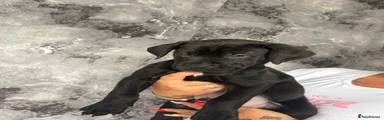 Mixed Breed 2