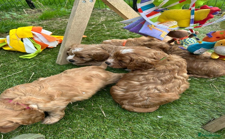 Cavapoo dogs - Advert 6