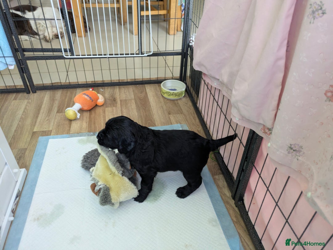 Sprocker dogs for sale: F1 health tested working Sprockers - Image 18