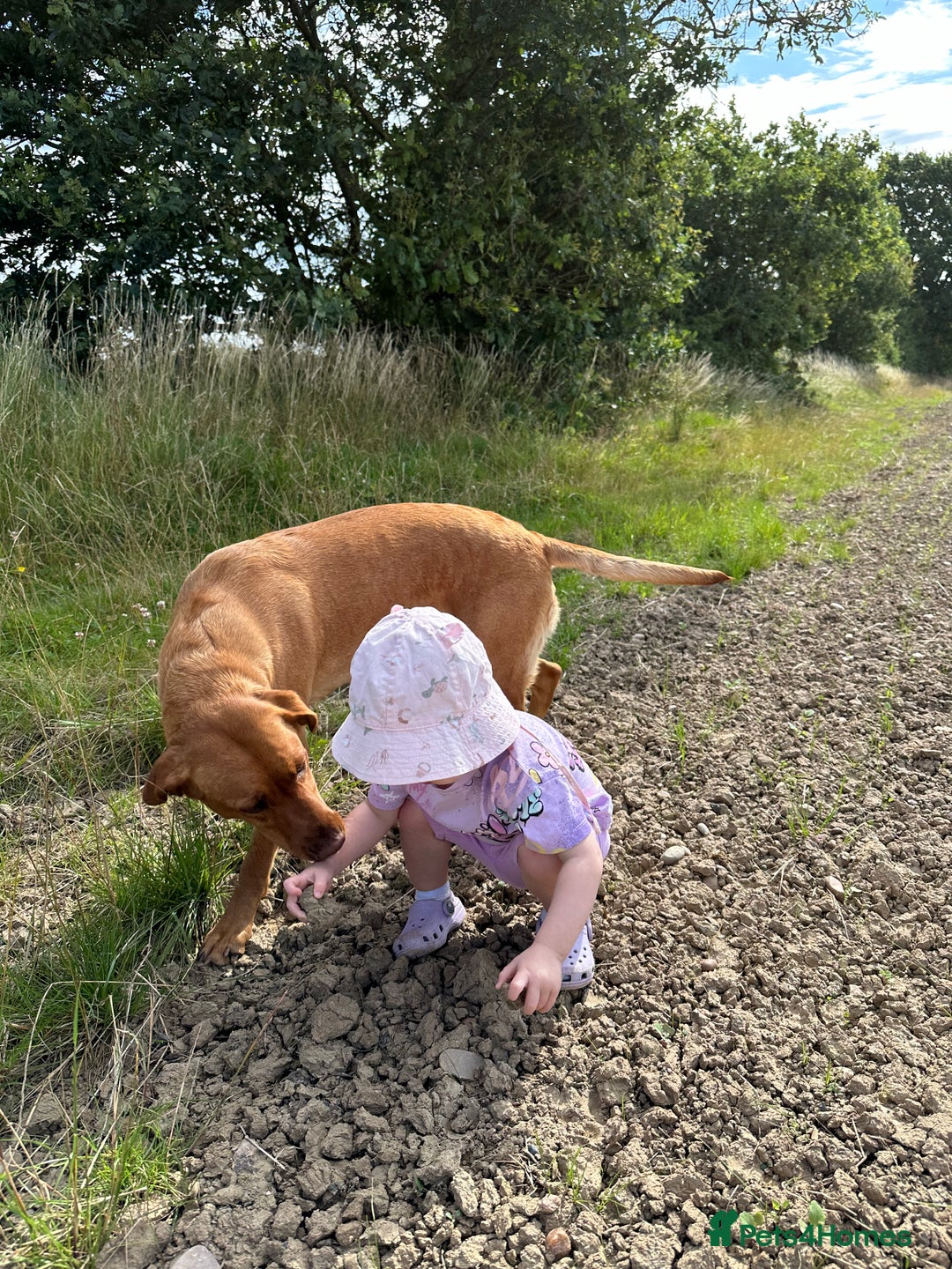 Labrador Retriever dogs for sale: KC Fox Red Labrador Pups FTCH Sire - Health Tested - Advert 16