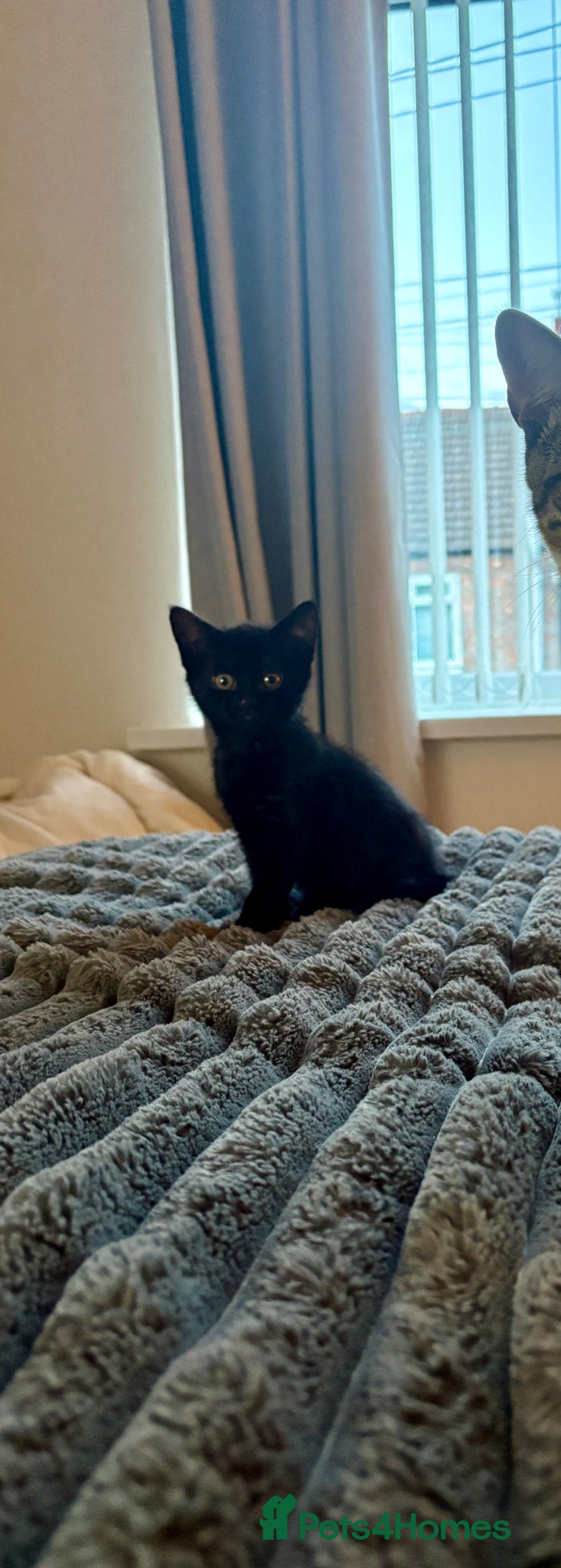 British Shorthair cats Black Male Kitten  - Advert 10