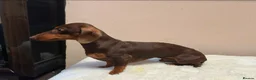 Miniature Dachshund dogs for stud: KC Miniature Dachshund Chocolate & tan  - Advert 3