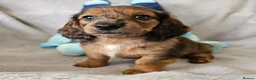 Dachshund dogs for sale: Gorgeous Long hair and short hair puppies - Advert 5