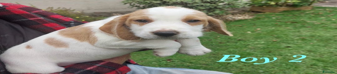 Beagle Puppy - Boy 2