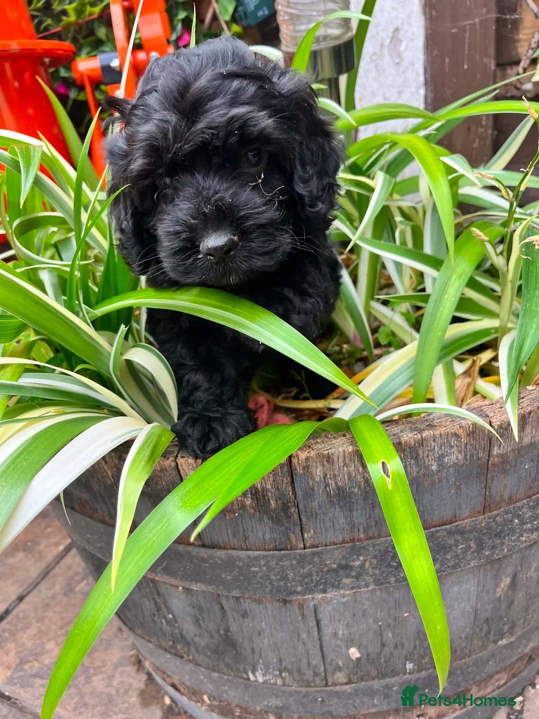 Cockapoo dogs for sale: Beautiful litter of cockapoos available to leave  - Advert 10