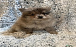 Pomeranian dogs for sale: Ready to leave Pomeranian puppies  - Image 15