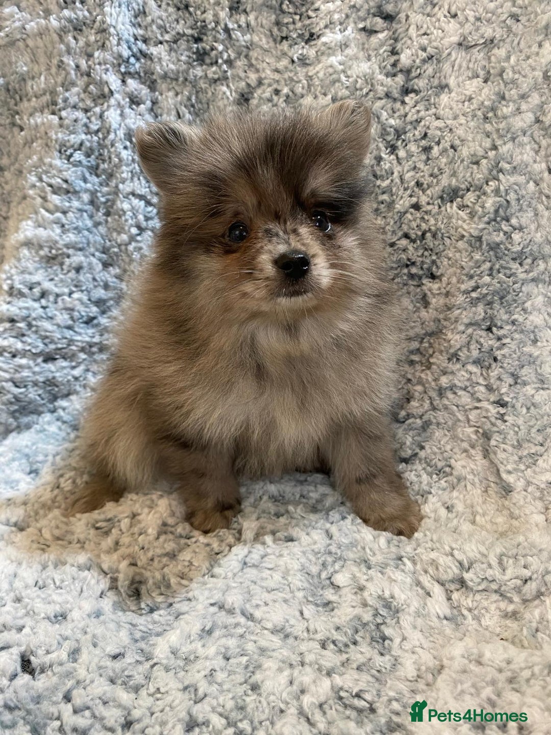 Pomeranian dogs for sale: Ready to leave Pomeranian puppies  - Image 15