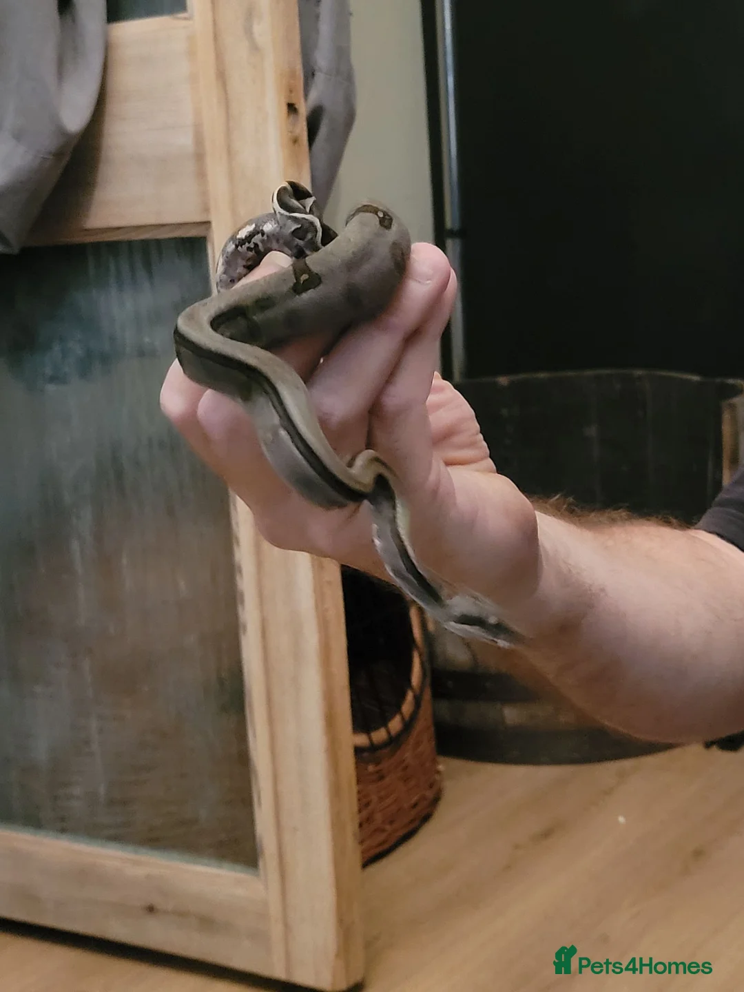 Boa Snake reptiles for sale: 2 baby boas - Advert 2