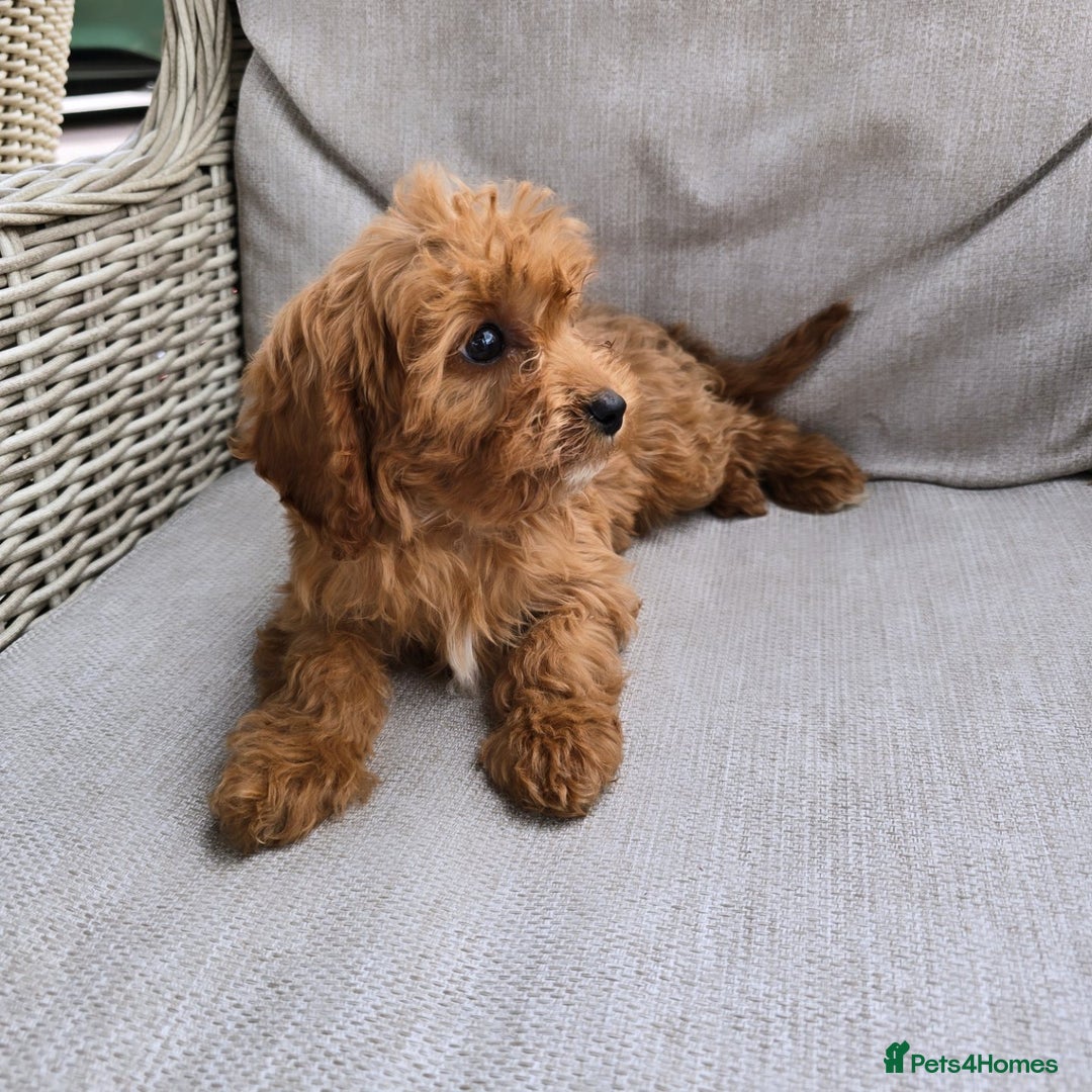 Cavapoo dogs for sale: Cavapoobabiesuk litter has arrived - Image 18