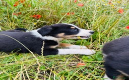 Border Collie dogs for sale: Gorgeous Tri colour border collie puppies  - Image 6