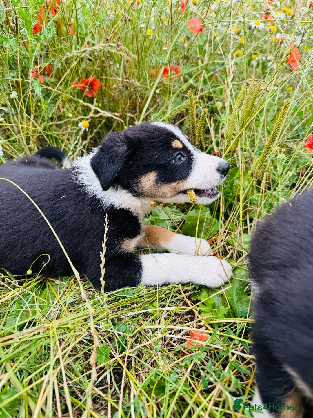 Border Collie dogs for sale: Gorgeous Tri colour border collie puppies  - Image 6