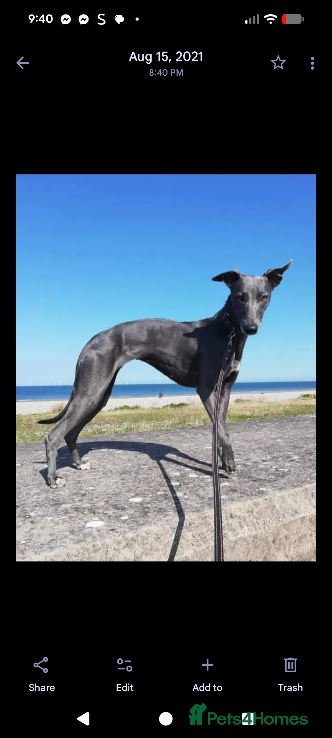 Whippet dogs for sale: Whippet  - Advert 1