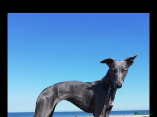 Whippet dogs Whippet - Advert 2