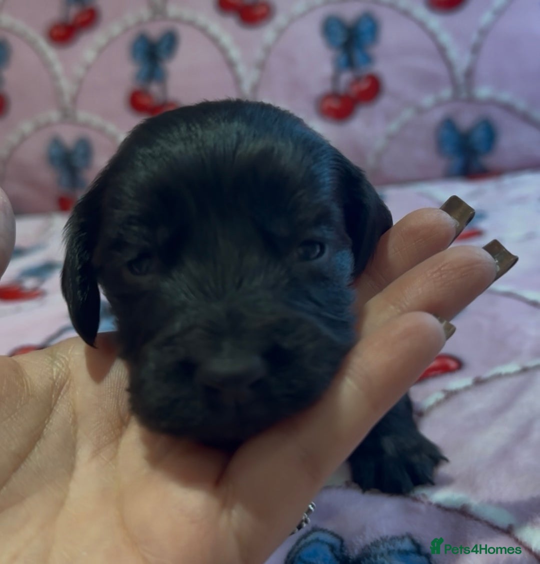 Cocker Spaniel dogs for sale: Gorgeous cocker spaniel READY TO LEAVE TODAY - Advert 8