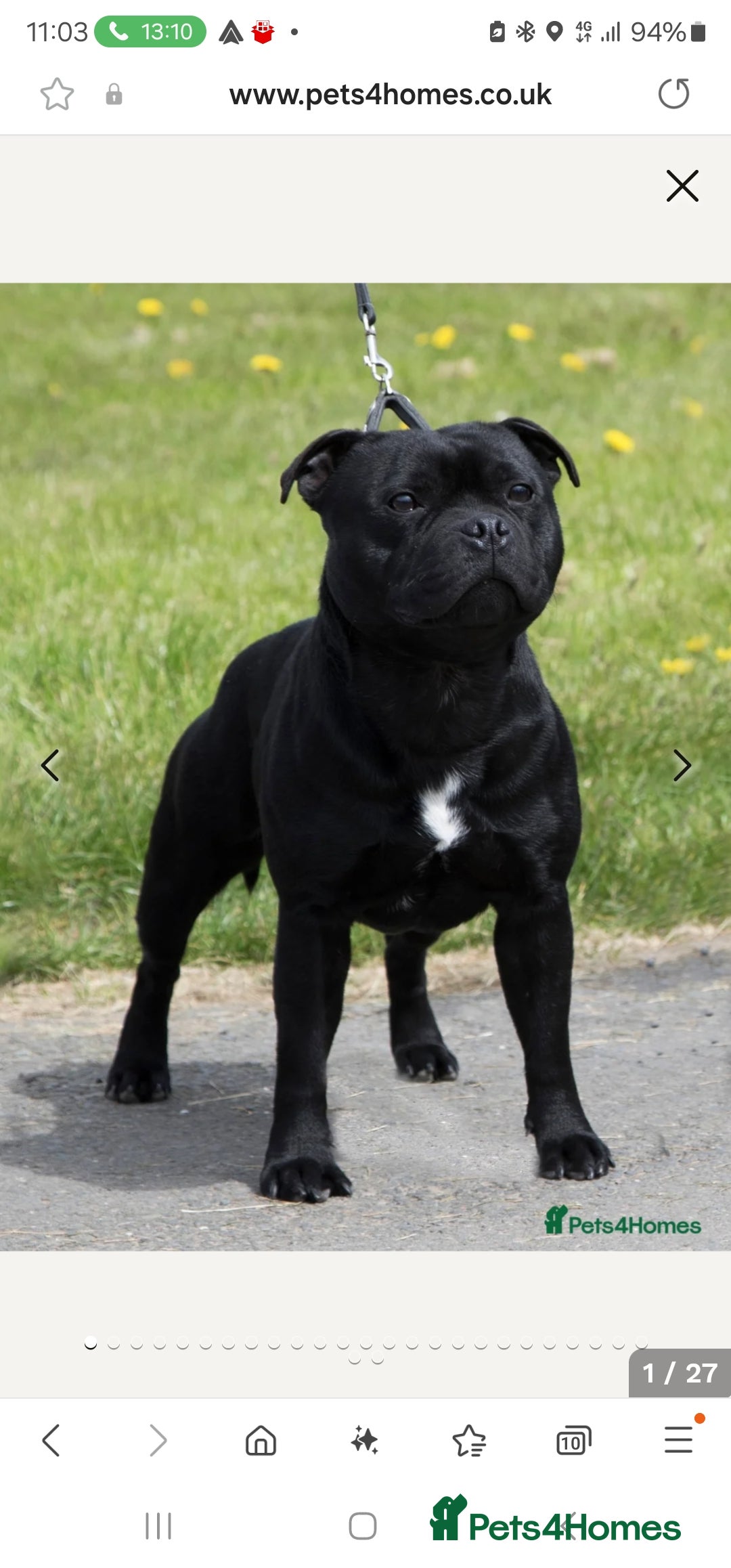Staffordshire Bull Terrier dogs VALGO TOP GUN PUPPIES COMING SOON 😍  - Advert 7
