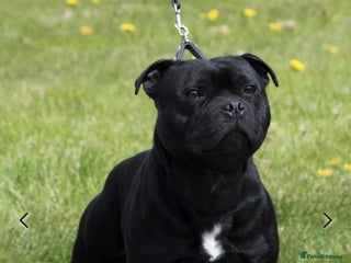 Staffordshire Bull Terrier dogs VALGO TOP GUN PUPPIES COMING SOON 😍 - Advert 4