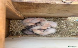 Ferret rodents for sale: Ferrets for sale - Image 2