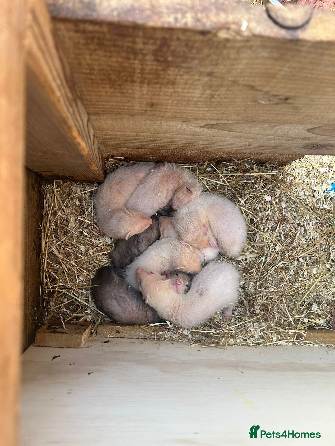 Ferret rodents for sale: Ferrets for sale - Image 2