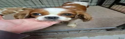 Cavalier King Charles Spaniel dogs for sale: Cavalier King Charles Spaniel  - Advert 5