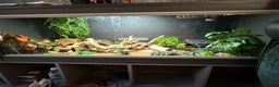 Gecko reptiles for sale: Two gekos for sale  - Advert 3