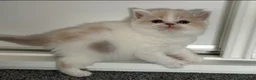 British Shorthair cats for sale: Ready end June !TICA SGC & CH daughter,stunning! - Advert 5