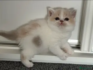 British Shorthair cats Tica SGC best of Breed UK winner f kitten - Advert 4