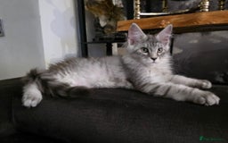 Maine Coon cats for sale: Maine Coon Magic – 3 Stunning Boys Kittens - Image 2