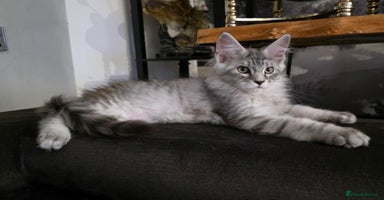 Maine Coon cats - Advert 5