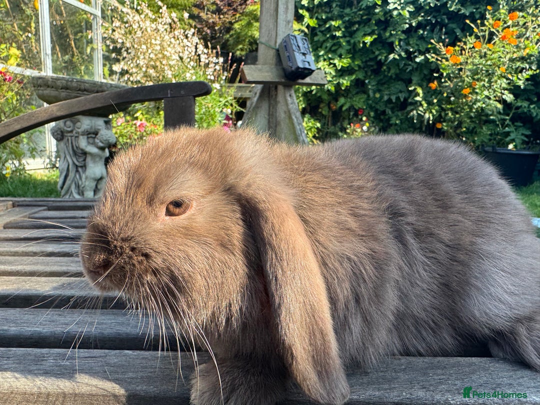 Mini Lop rabbits for sale: Mini lop / Holland lop x2 mini lop x1 - Image 2