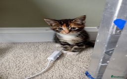 Mixed Breed cats for sale: Beautiful mixed Maine Coon kittens  - Image 5