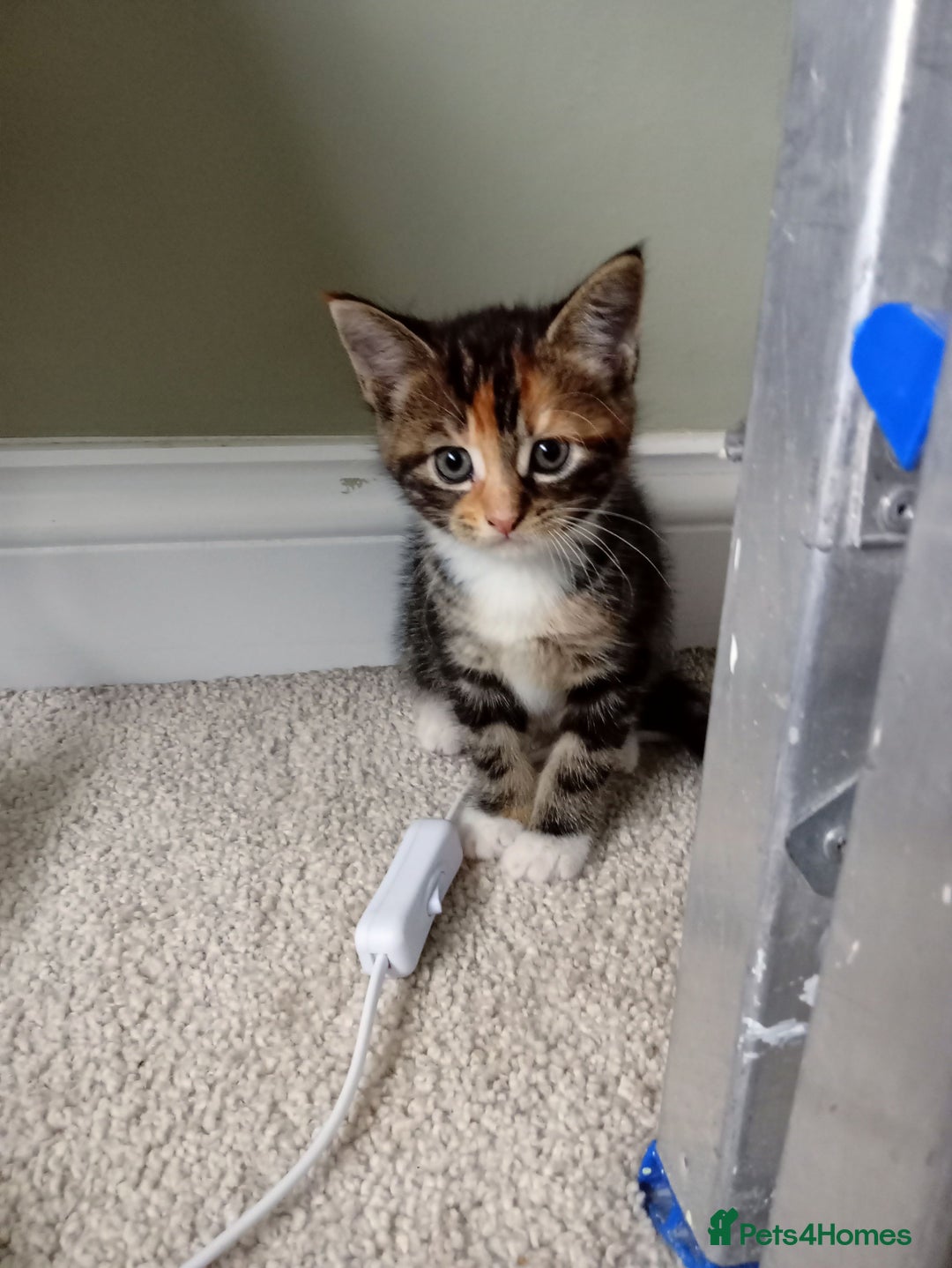 Mixed Breed cats for sale: Beautiful mixed Maine Coon kittens  - Image 5