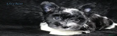  Urchin Amazing Biewer – Boy – Black & White Yorkshire Terrier – Black, white