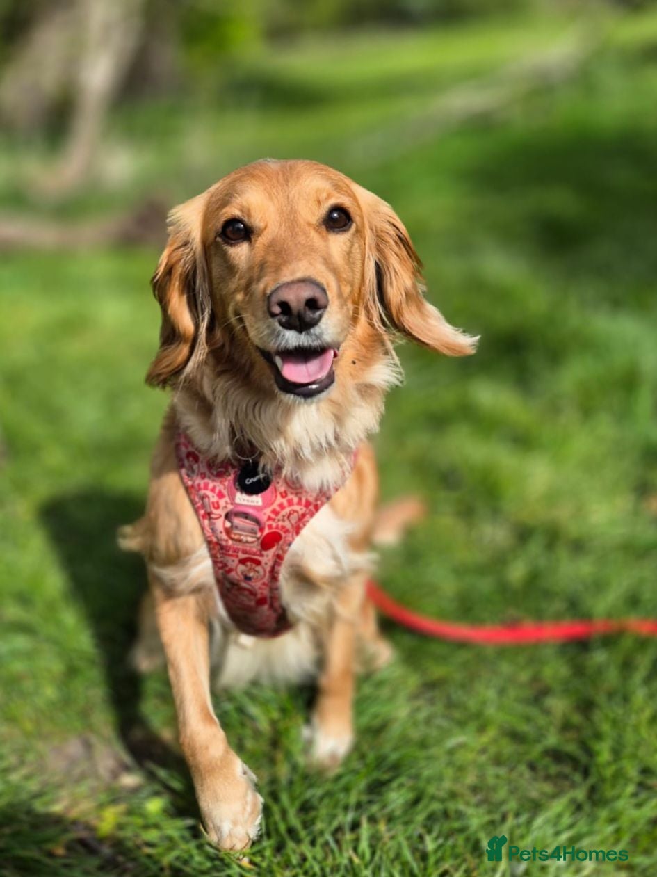 Mixed Breed dogs Golden girl for rehome - Advert 1