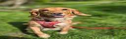 Mixed Breed dogs for sale: Golden girl for rehome - Advert 1