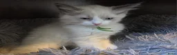 Ragdoll cats for sale: Gorgeous Blue-Eyed Ragdoll Kitten 😸  - Advert 4