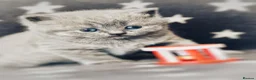 British Shorthair cats for sale: Ready in December British short-hair kittens - Advert 9