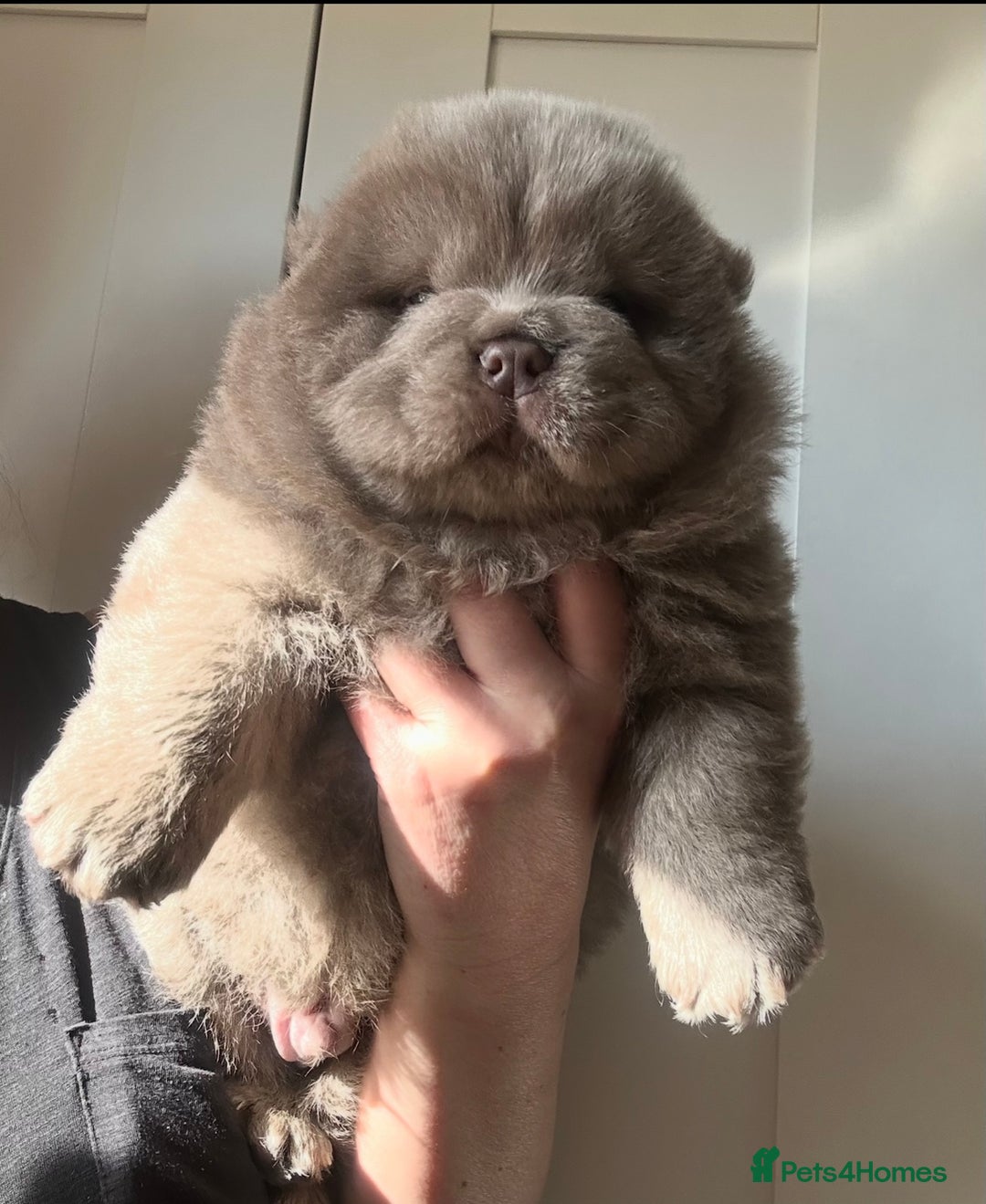 Chow Chow dogs for sale: Outstanding Baby Bears - Image 2