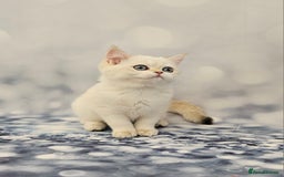 British Shorthair cats for sale: Excellent Scottish straight and fold kittens - Image 25