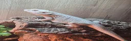 Bearded Dragon reptiles for sale: 100%Het Hypo Baby Bearded Dragons  - Advert 2