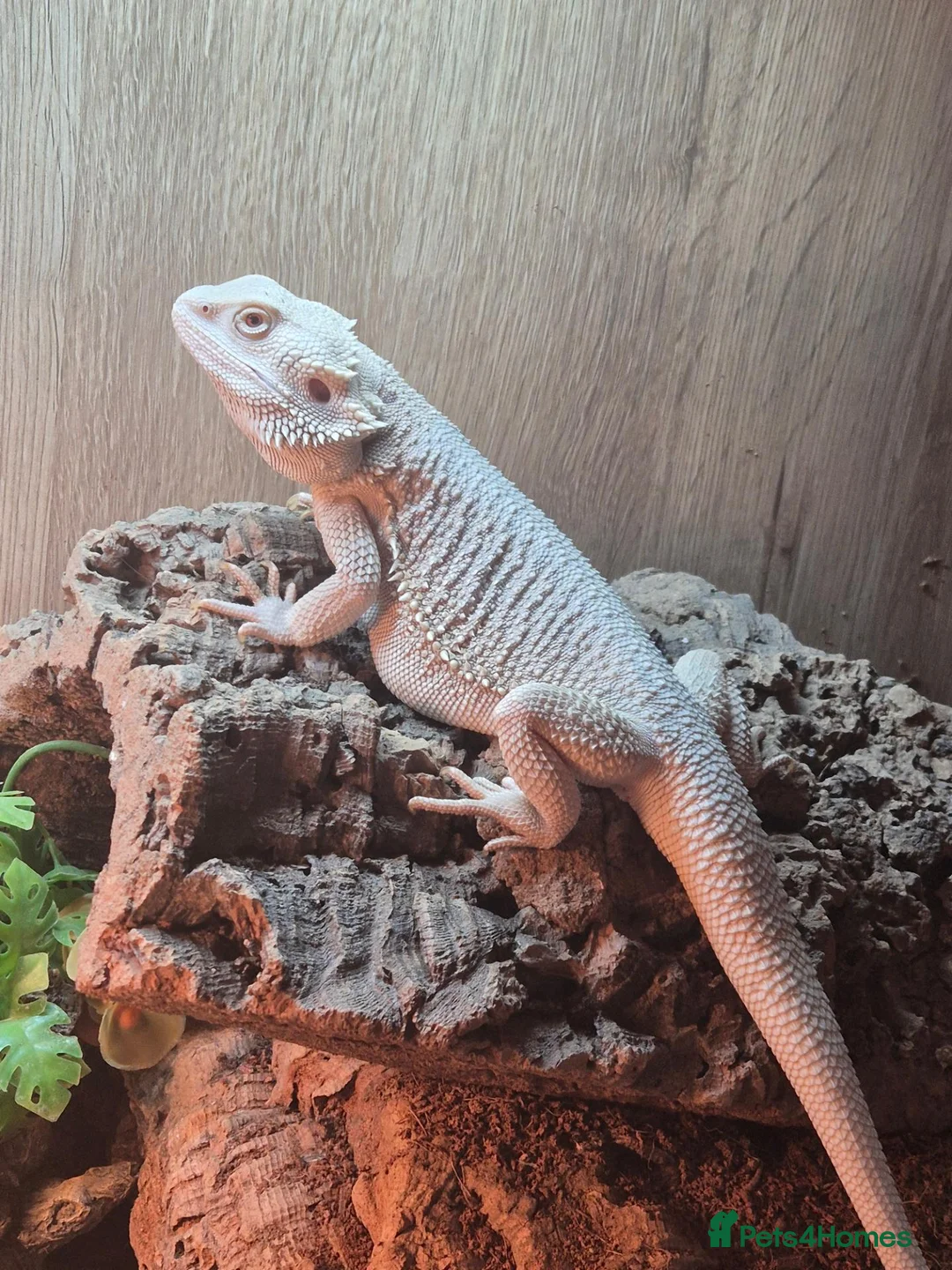 Bearded Dragon reptiles for sale: 100%Het Hypo Baby Bearded Dragons  - Advert 2