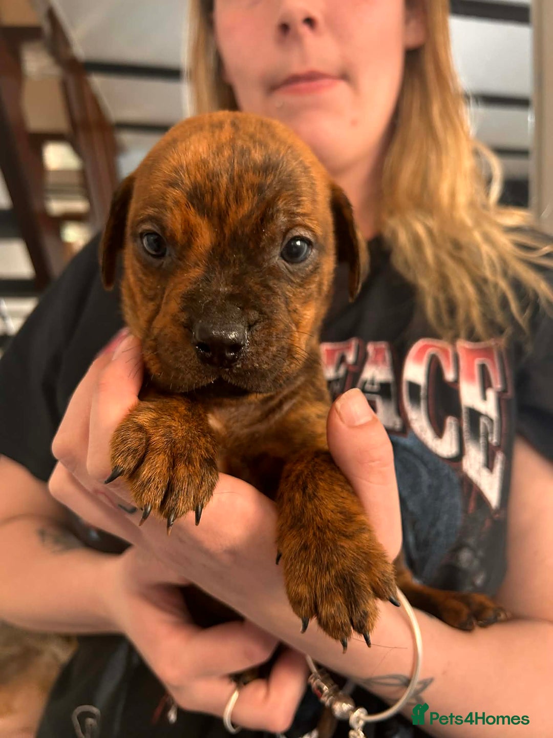 Mixed Breed dogs for sale: Beautiful Rottweiler x bullmastiff puppies - Advert 15